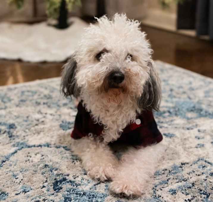 Photo of Peanut
