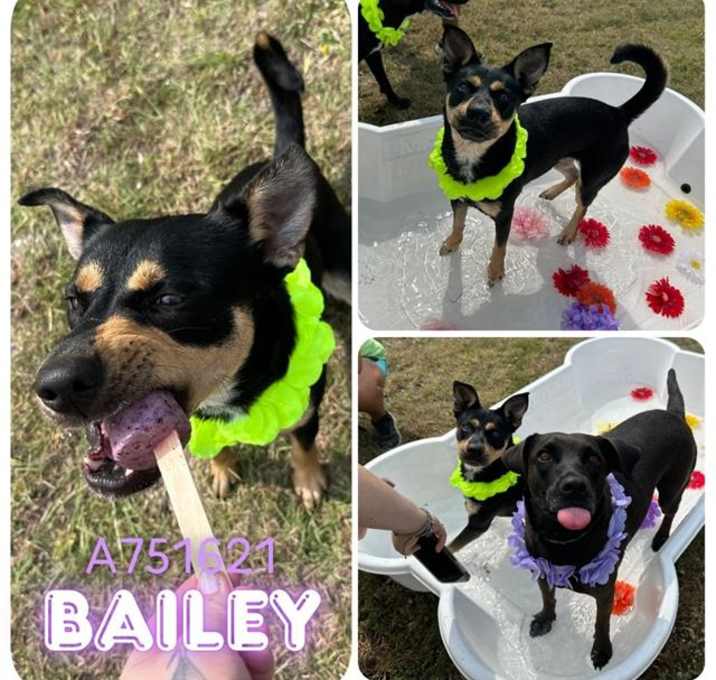 Photo of BAILEY