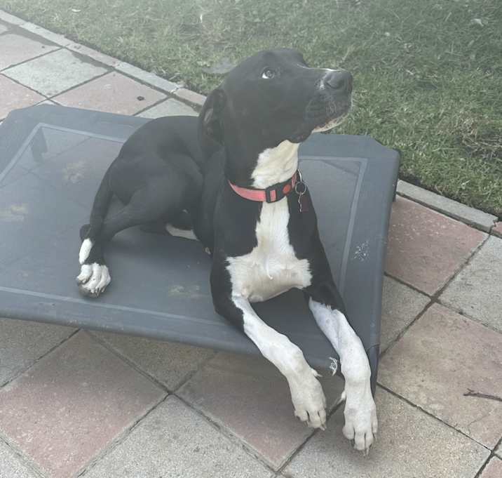 Photo of Sheba