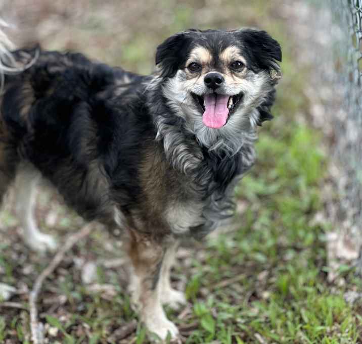 Photo of Buttercup