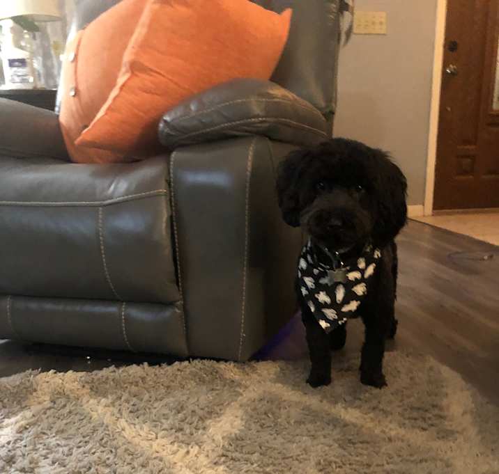 Photo of Toto