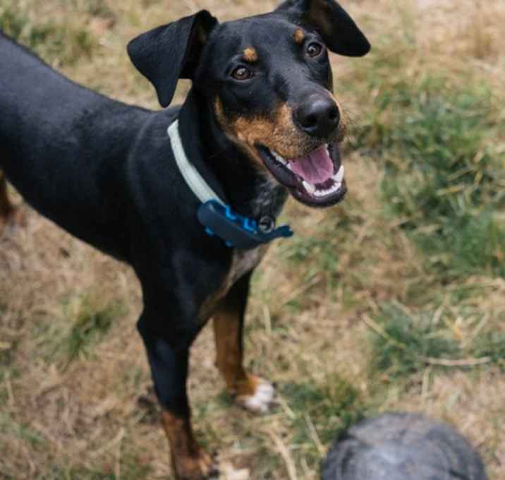 Photo of Pippin