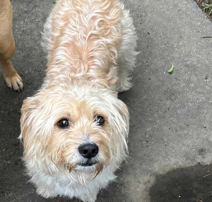 Photo of Romeo