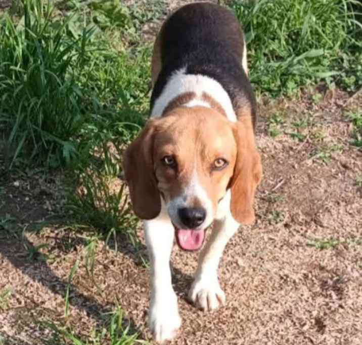 Photo of Scout