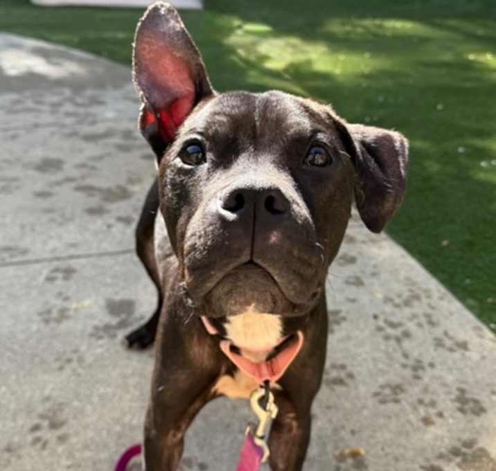 Photo of Buckeye