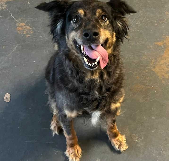 Photo of Daisy