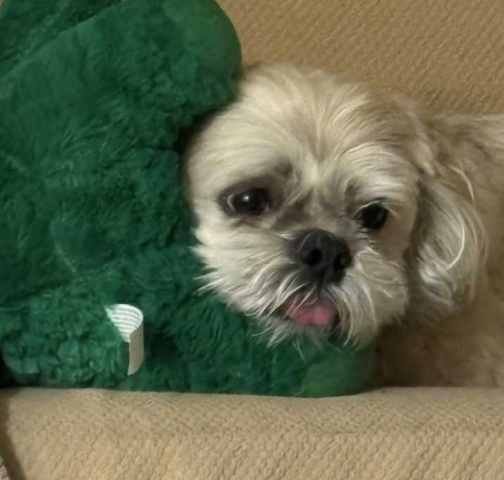 Photo of Oscar