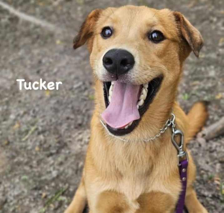 Photo of Tucker