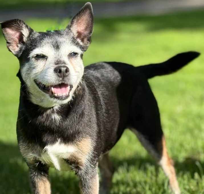 Photo of Daisy