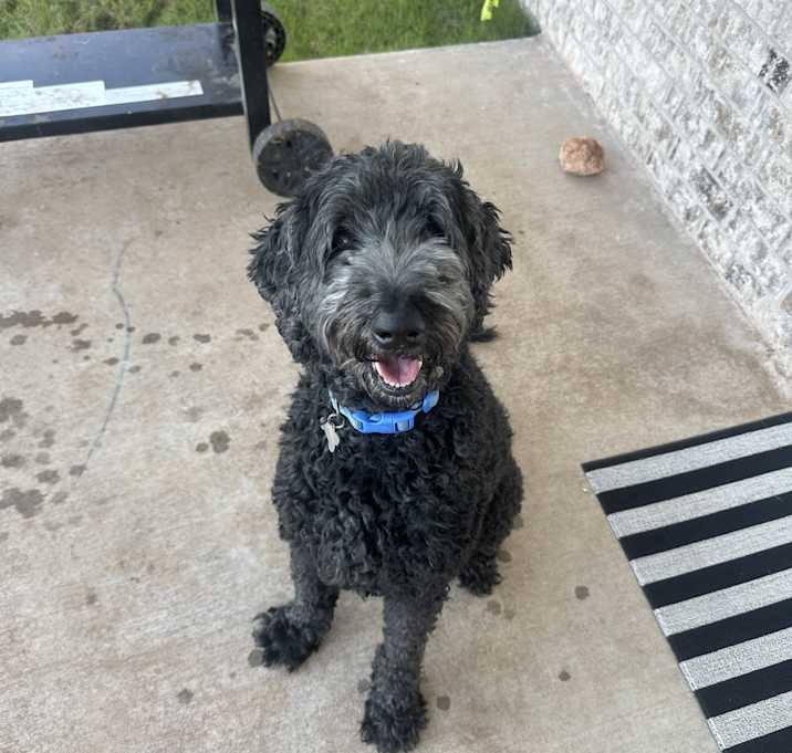 Photo of Olive