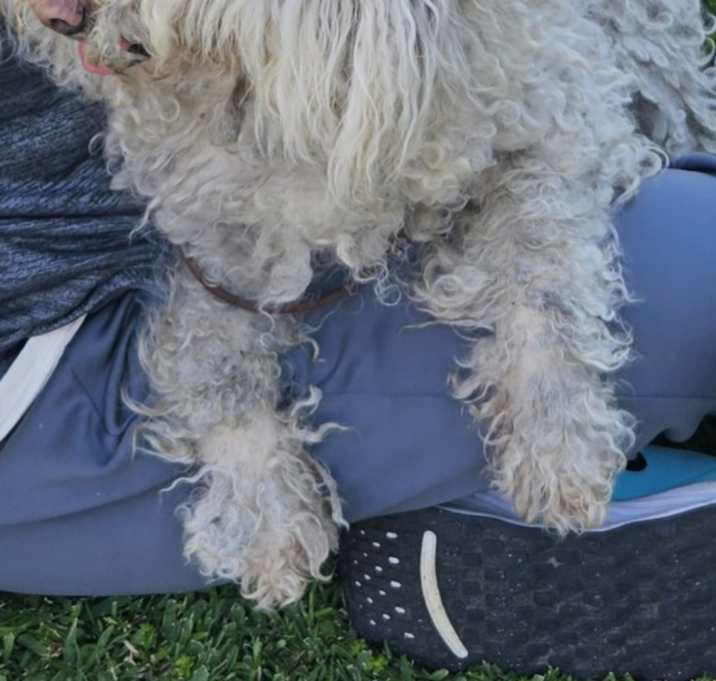 Photo of Scruffy