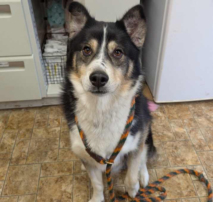 Photo of Tucker