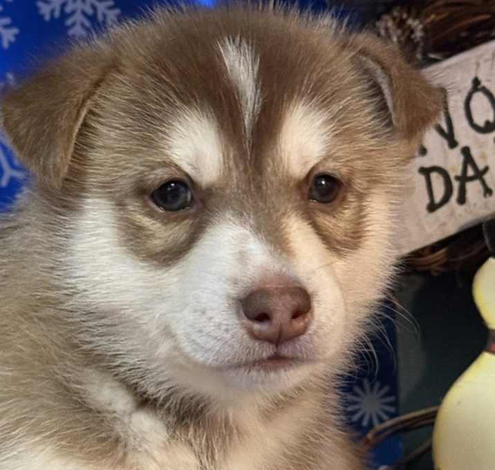Photo of Arctic (Winter Litter Pups)