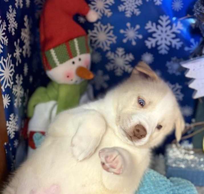 Photo of Winter (Winter Litter Pups)