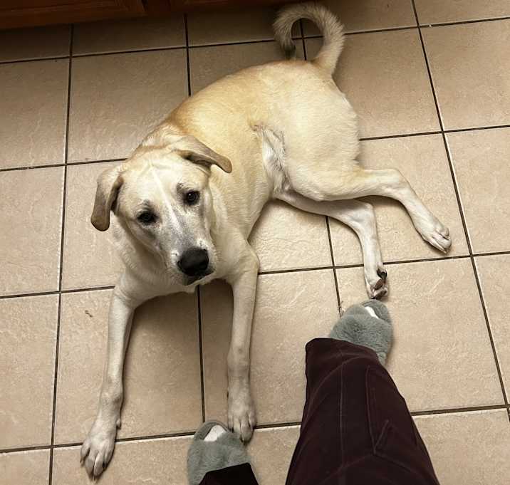 Photo of Bentley