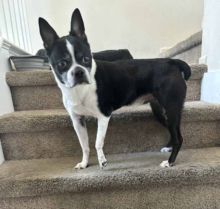 Photo of Bodhi