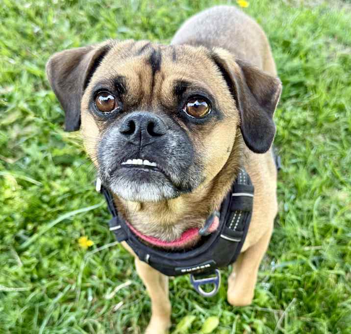 Photo of Brewster