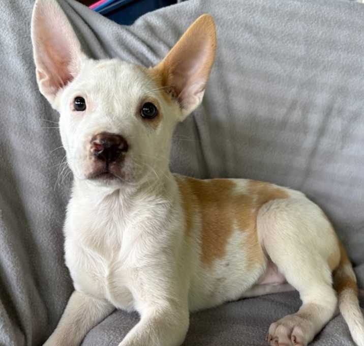 Photo of Angel