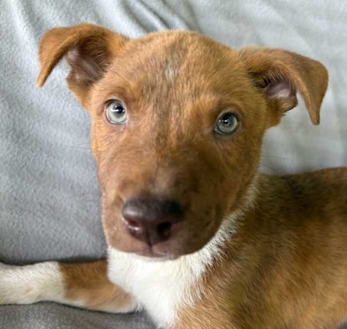 Photo of Bow