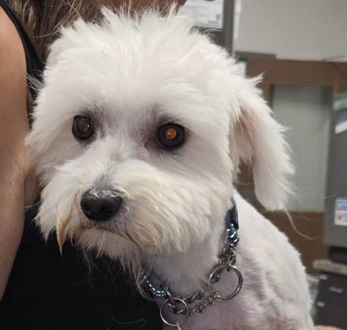 Photo of SK Bandit