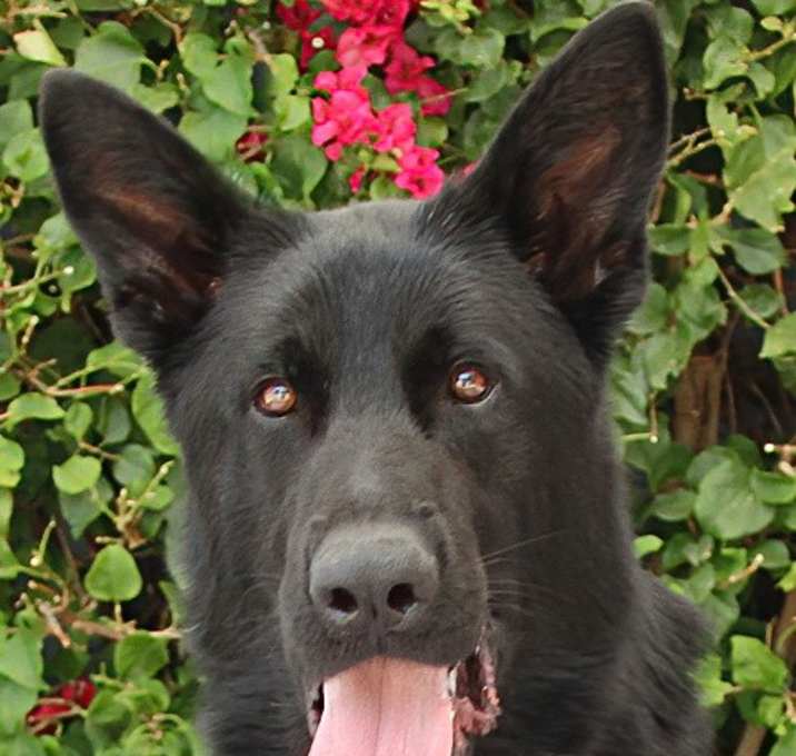 Photo of Chase von Stebitz