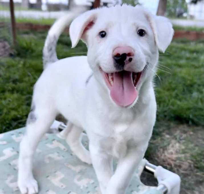 Photo of Hamlet