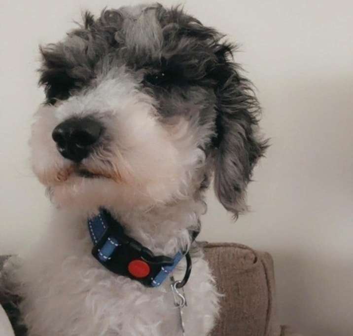 Photo of Bon Bon aka Enzo