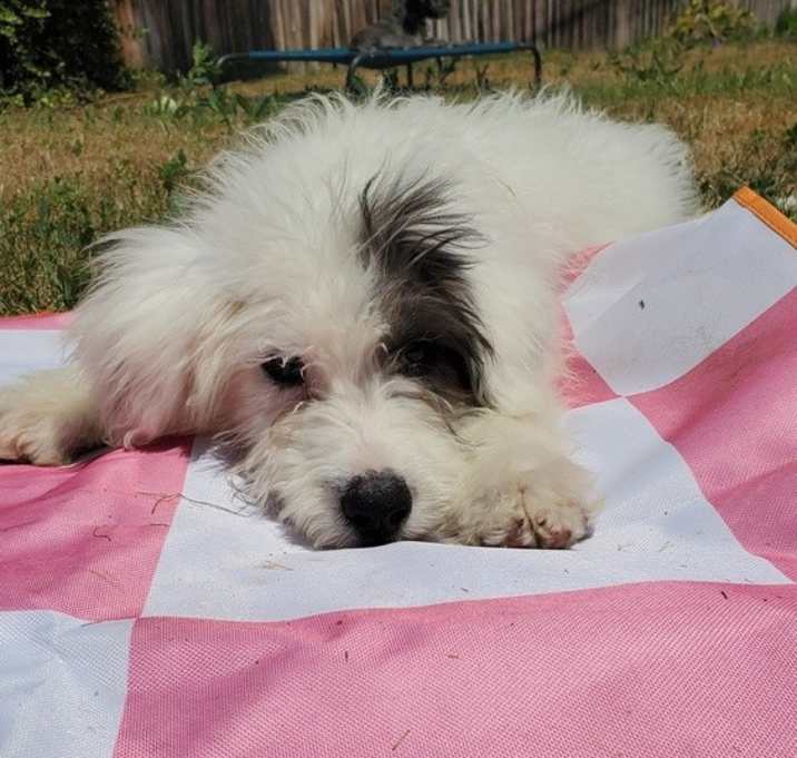 Photo of Riley