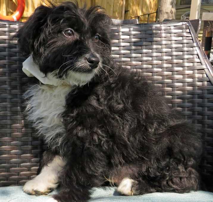 Photo of Veto