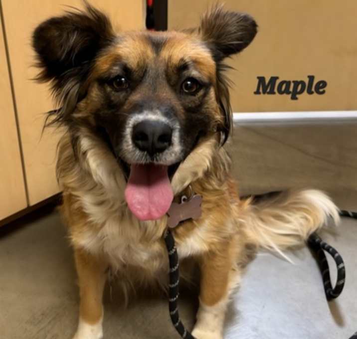 Photo of Maple
