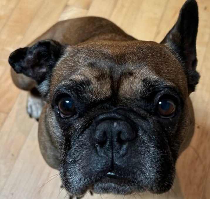 Photo of Pearl