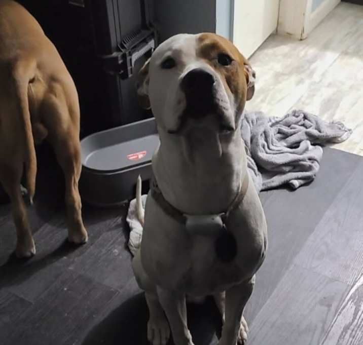Photo of Puppers