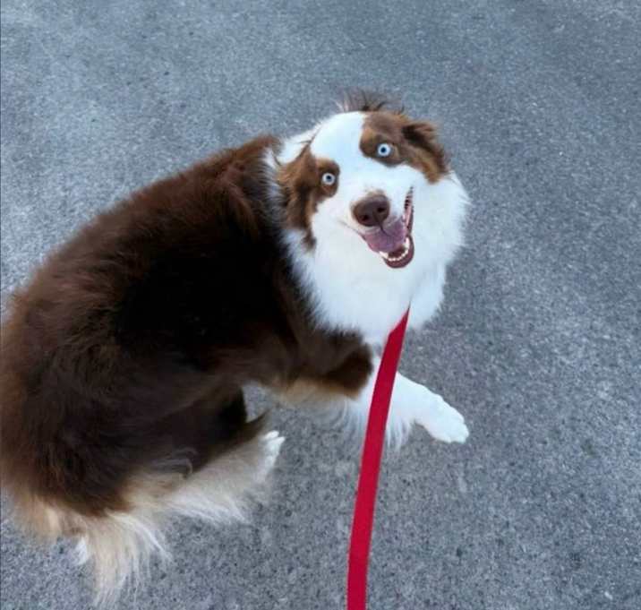 Photo of Whiskey