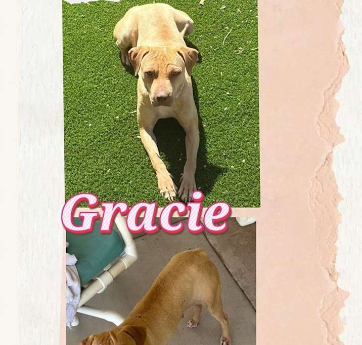 Photo of Gracie