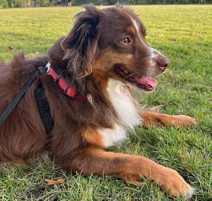 Photo of Charlie