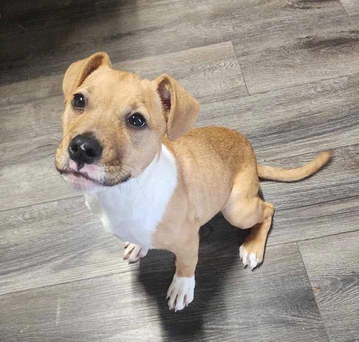 Photo of Rosie