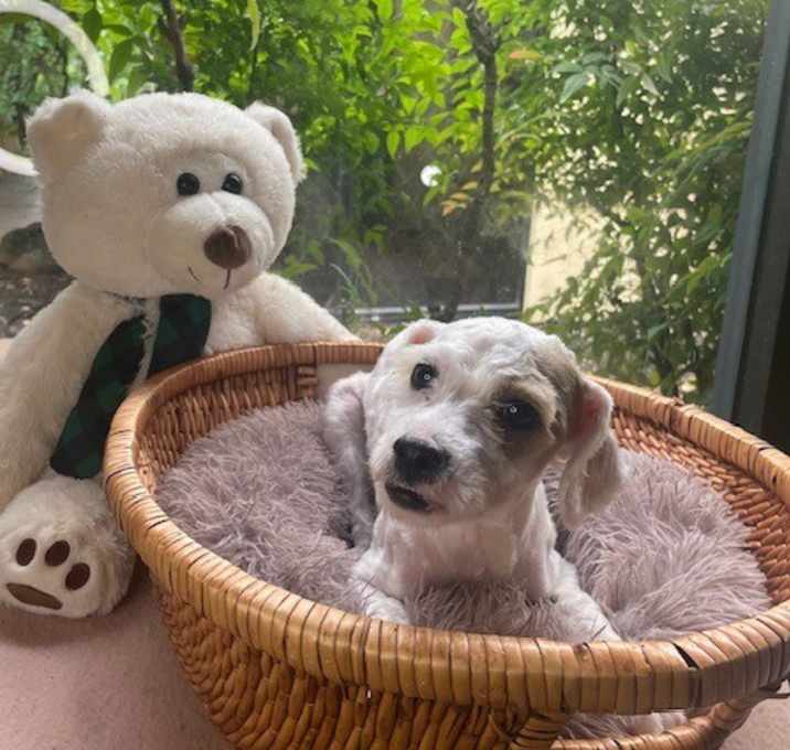 Photo of Linus