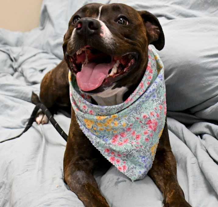 Photo of Roxanne