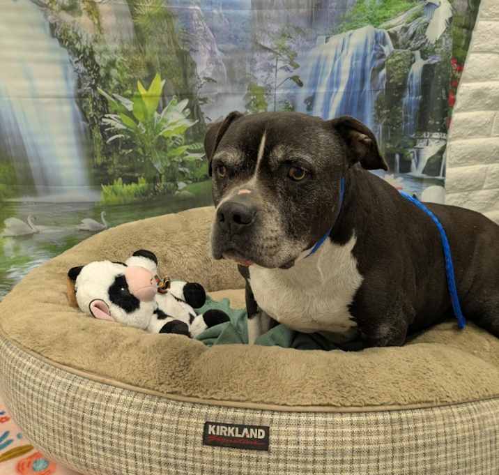 Photo of RUFUS