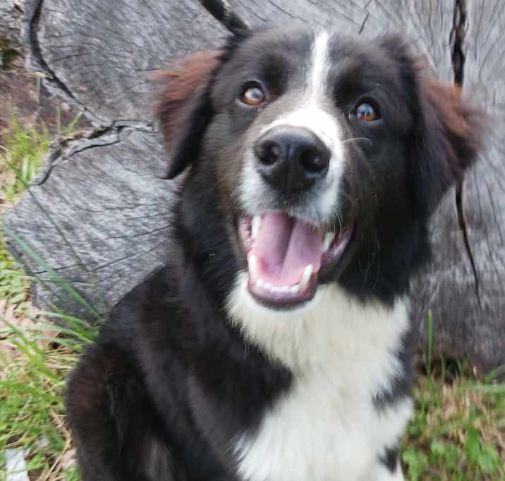 Photo of Buddy