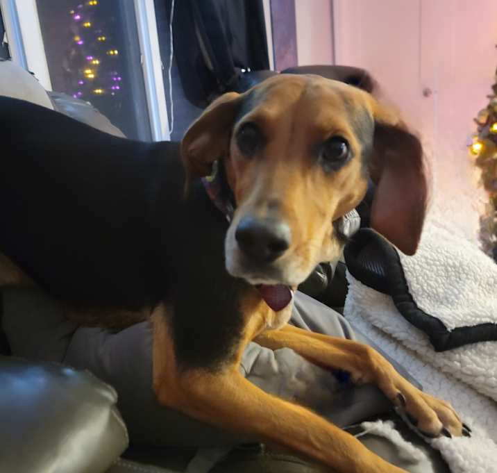 Photo of HARLEY