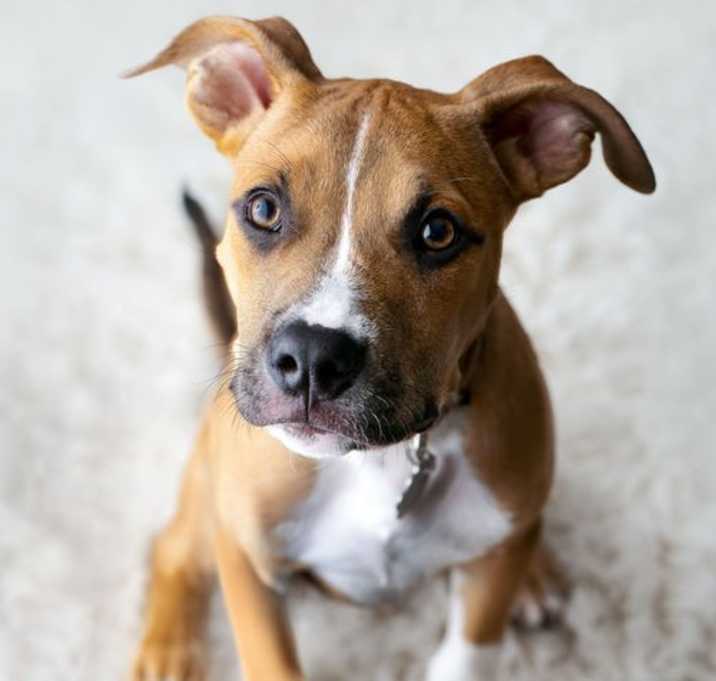 Photo of Shilo (puppy)