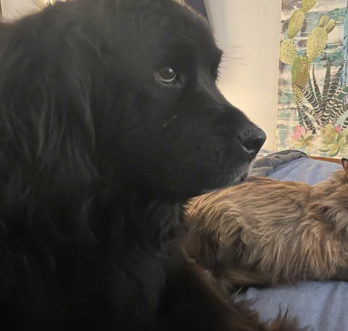 Photo of Maisy