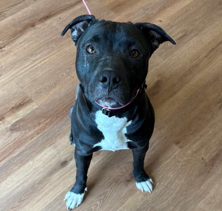 Photo of Sadie