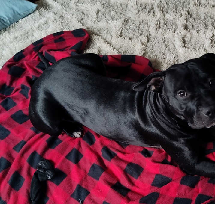 Photo of Atlas