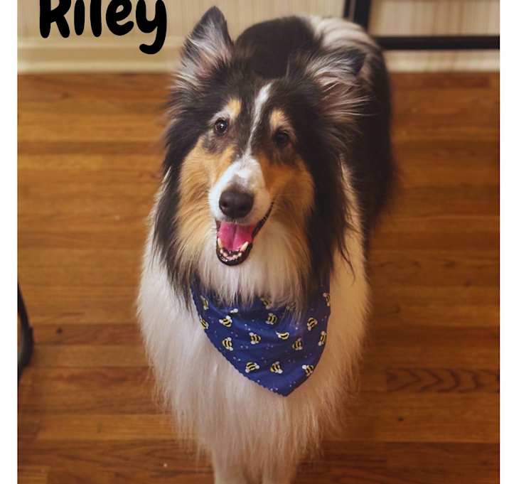 Photo of Riley
