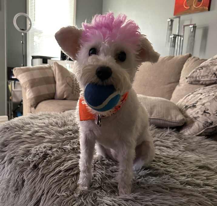 Photo of Trixie