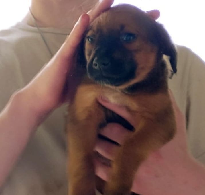 Photo of Tori's Litter Dover