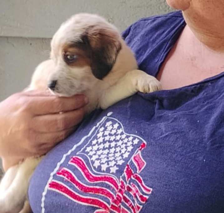 Photo of Tori's Litter Orlando