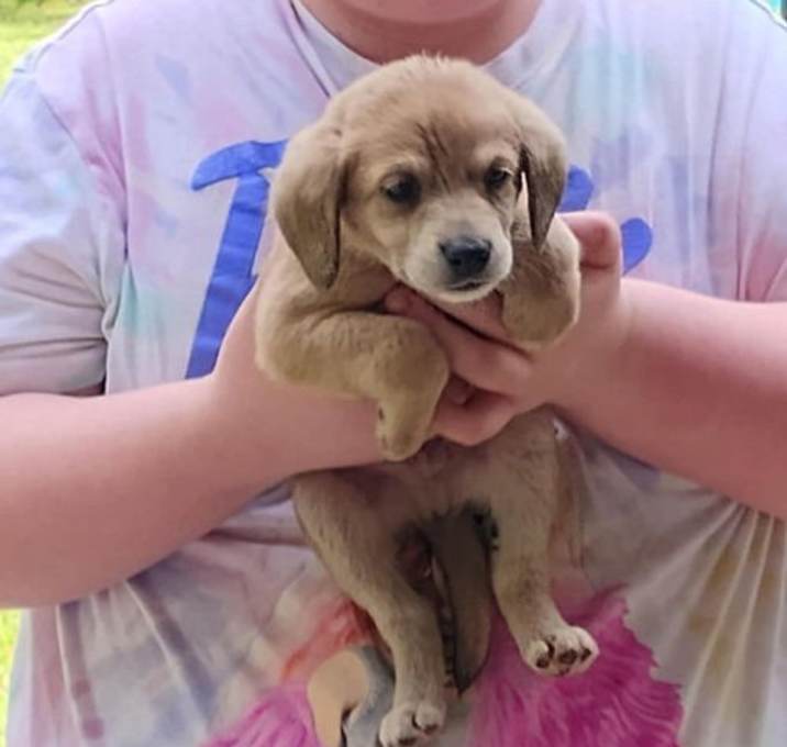 Photo of Tori's Litter 2